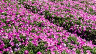 花言葉は誰が決めてる?実は国によって違うし複数あるのも普通だった!