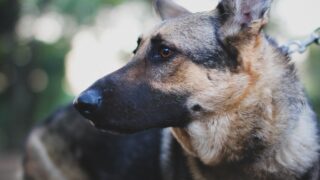 なぜ警察犬にはシェパードが多いの？プードルじゃダメなの？