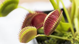 食虫植物はなぜ虫を食べる？水や光だけでは育たない理由とは
